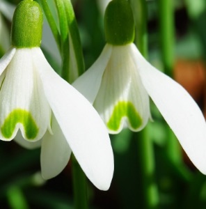 Snowdrops