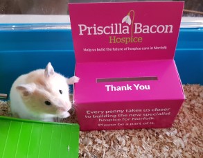 Priscilla Bacon Hospice - Pink Priscilla Day