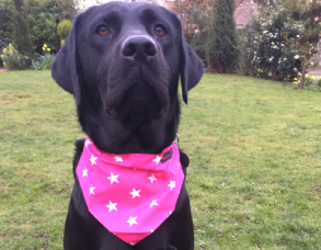 Priscilla Bacon Hospice - Pink Priscilla Day